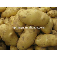 Chinese fresh potatoes exporter cheap price holland potato